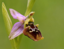 Tořič čmelákovitý Holubyho (Ophrys holoserica subsp. holubyana)