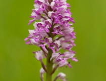 Vstavač vojenský (Orchis militaris)