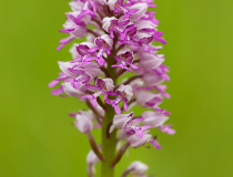 Vstavač vojenský (Orchis militaris)