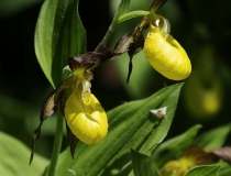 Střevičník pantoflíček (Cypripedium calceolus)