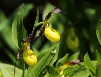 Střevičník pantoflíček (Cypripedium calceolus)
