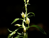 Okrotice bílá (Cephalanthera damasonium)