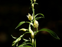 Okrotice bílá (Cephalanthera damasonium)