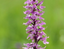 Vstavač mužský znamenaný (Orchis mascula ssp. signifera)