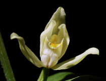 Okrotice bílá (Cephalanthera damasonium)