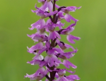 Vstavač mužský znamenaný (Orchis mascula ssp. signifera)