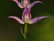 Okrotice červená (Cephalanthera rubra)