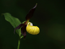 Střevičník pantoflíček (Cypripedium calceolus)