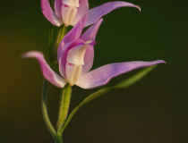 Okrotice červená (Cephalanthera rubra)