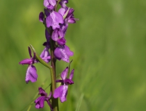 Rudohlávek bahenní (Anacamptis palustris)