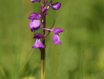 Rudohlávek bahenní (Anacamptis palustris)