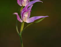 Okrotice červená (Cephalanthera rubra)