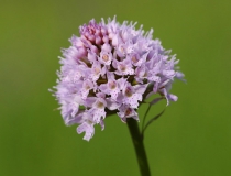 Hlavinka horská (Traunsteinera globosa)