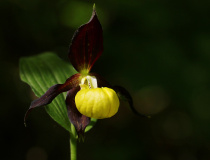 Střevičník pantoflíček (Cypripedium calceolus)