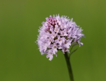 Hlavinka horská (Traunsteinera globosa)