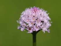 Hlavinka horská (Traunsteinera globosa)