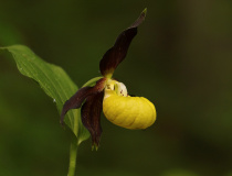 Střevičník pantoflíček (Cypripedium calceolus)