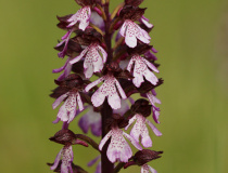 Vstavač nachový (Orchis purpurea)