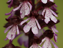 Vstavač nachový (Orchis purpurea)