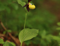 Střevičník pantoflíček (Cypripedium calceolus)