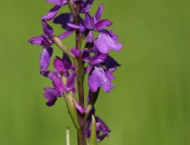 Rudohlávek bahenní (Anacamptis palustris)