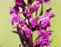 Prstnatec májový (Dactylorhiza majalis)