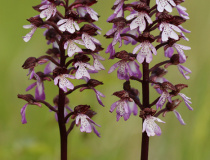 Vstavač nachový (Orchis purpurea)