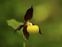 Střevičník pantoflíček (Cypripedium calceolus)