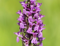 Prstnatec májový (Dactylorhiza majalis)