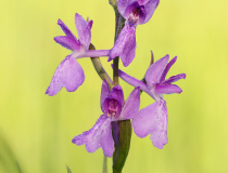 Vstavač (Rudohlávek) bahenní (Anacamptis palustris)