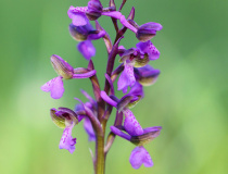 Vstavač kukačka (Orchis morio)