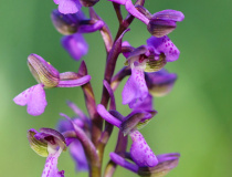 Vstavač kukačka (Orchis morio)
