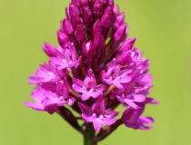 Rudohlávek jehlancovitý (Anacamptis pyramidalis)