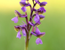 Vstavač kukačka (Orchis morio)