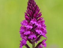 Rudohlávek jehlancovitý (Anacamptis pyramidalis)