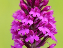 Rudohlávek jehlancovitý (Anacamptis pyramidalis)
