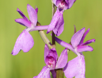 Vstavač (Rudohlávek) bahenní (Anacamptis palustris)