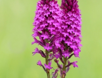 Rudohlávek jehlancovitý (Anacamptis pyramidalis)