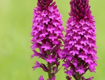 Rudohlávek jehlancovitý (Anacamptis pyramidalis)