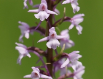 Pětiprstka žežulník (Gymnadenia conopsea)
