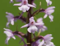 Pětiprstka žežulník (Gymnadenia conopsea)