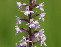 Pětiprstka žežulník (Gymnadenia conopsea)