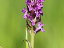 Prstnatec pleťový (Dactylorhiza incarnata)