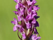 Prstnatec pleťový (Dactylorhiza incarnata)