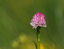 Temnohlávek východoalpský (Nigritella lithopolitanica)