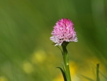Temnohlávek východoalpský (Nigritella lithopolitanica)