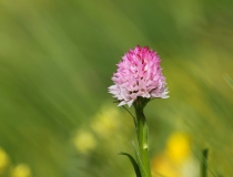 Temnohlávek východoalpský (Nigritella lithopolitanica)