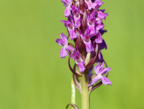 Prstnatec pleťový (Dactylorhiza incarnata)