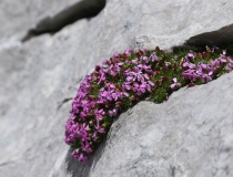 Silenka bezlodyžná (Silene acaulis)