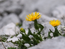 Kamzičník velkokvětý (Doronicum grandiflorum)